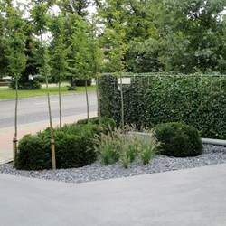 bedrijfstuin-Edegem-parking-bomen-beton
